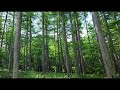 唐松林 戸隠高原:旅の音景色