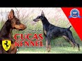 "DOBERMAN" El Ferrari de los perros?