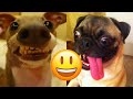 Dogs Barking Hilarious And Cute Videos And Tik Toks Compilation | Dog Barking