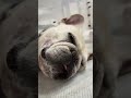 寝てるのに忙しそう。#フレンチブルドッグ#フレブル#フレブルクリーム #犬#犬との暮らし #こどもと犬