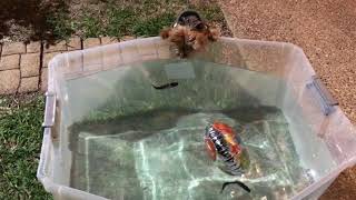 Famous Yorkie VS. Robotic Fishing Lure! Profile