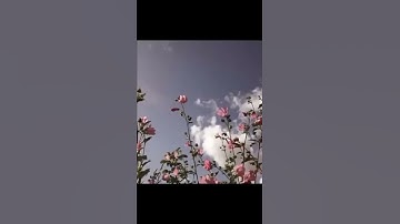 ادخُلُوها بسلامٍ آمنين - سورة الحجر #القرآن_الكريم #ايات_قرانيه_قصيره