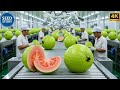 Unbelievable! How GUAVA Are Grown and Processed Inside a Factory (Full Process)