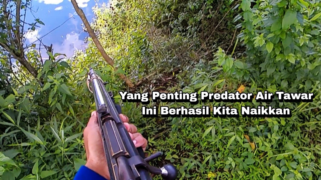 Maser Ikan Nila Bonus Predator Air Tawar 