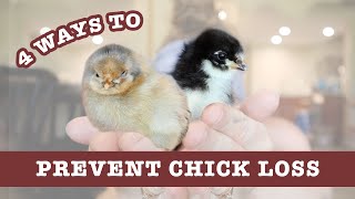 4+ Ways To Prevent Chick Loss | Temperature, Ingestion & Disease | Raise Backyard Chickens For Eggs