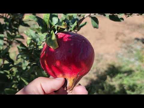 كيفية العناية بشجرة الرمان عمر سنة صنف وندرفول Wonderful ولاية وهران