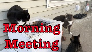 Caterwauling 4