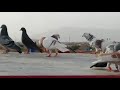 Asfand Yar Pigeons Quetta