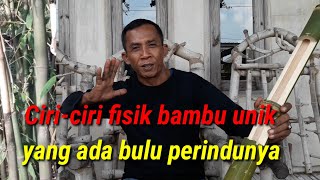 Ciri-Ciri Fisik Bambu Unik Yang Ada Bulu Perindunya