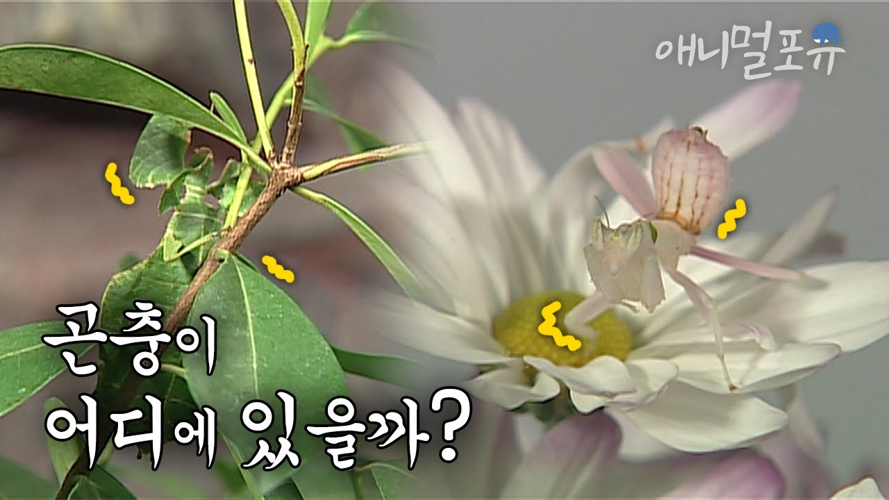 (시청자 요청🚑) 【 】과 닮아서 【 】으로 불리는 곤충이 있다..? 신기한 곤충의 위장술 | KBS 스펀지 070728 방송 ...