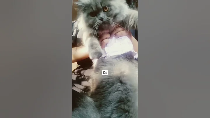 Video 11798811: russian blue persian cat, funny russian blue cat