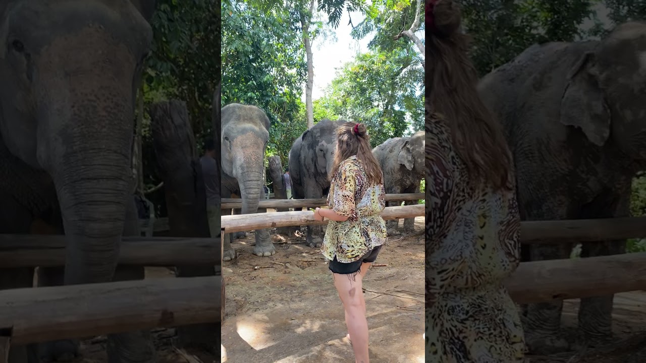 Kulen Elephant Forest