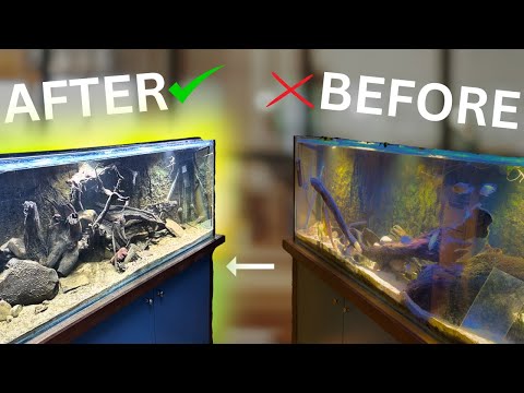 Restoring my aquarium - 3 months with 0 maintenance!
