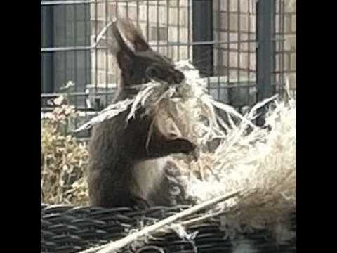 Eichhörnchen in Aktion! Sensationell – Squirrels in Action! –Sensational  –  ardillas en acción!