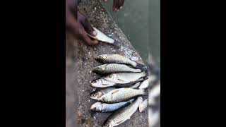 these fishes name are nonai ..(local name)