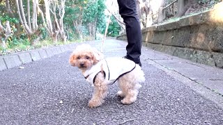 突然のお散歩拒否！その理由とは…
