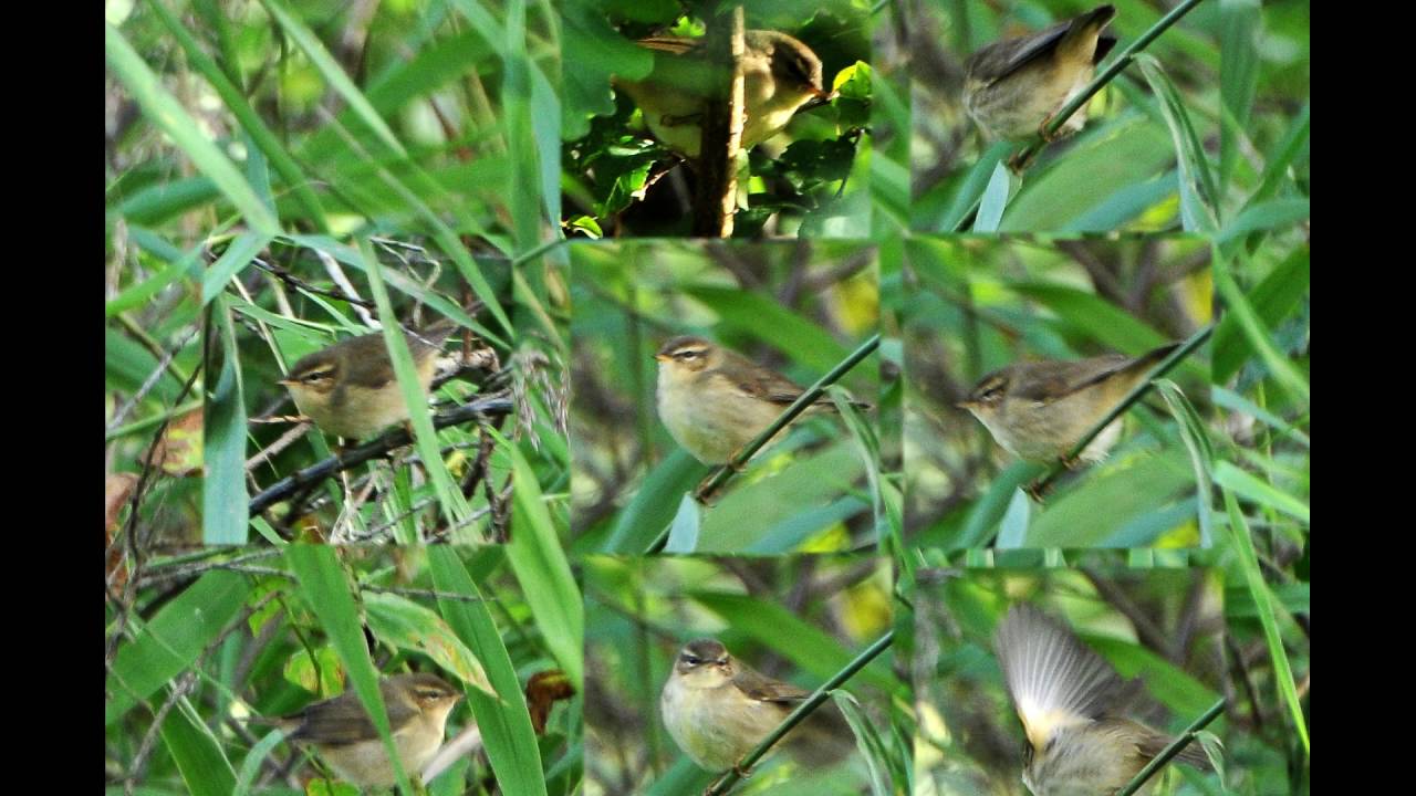 DUSKY WARBLER, Ph. fuscatus / RADDE'S WARBLER, Phyllscopus schwarzi