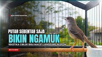 Burung Ciblek SEMI Gacor NGEBREN Untuk Pancingan Ciblek dan MASTERAN BURUNG Kesayangan Anda