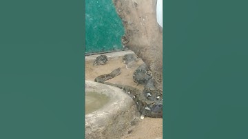 Python eats quail/#shorts