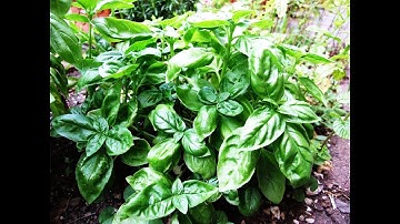 How do You Cut Fresh Basil  -  Video