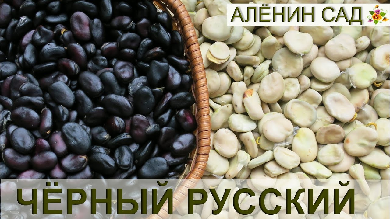 Русские бобы / Всё о выращивание бобов