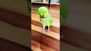 parrot talking 🦜 l Green parrot #shortsfeed #shortvideo #shorts #parrot #parrottalking #birds
