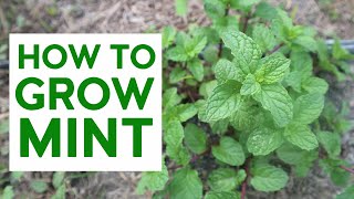 Paano Magtanim Ng Mint