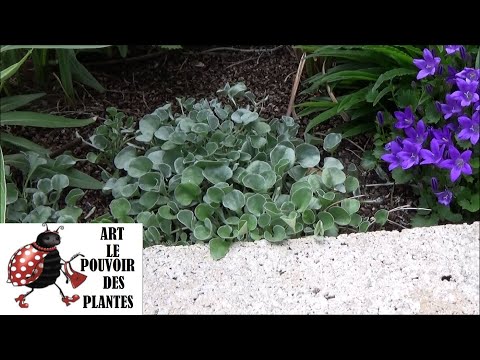 Vidéo: Silver Falls Dichondra Care - Apprenez à faire pousser une plante de Silver Falls à l'intérieur