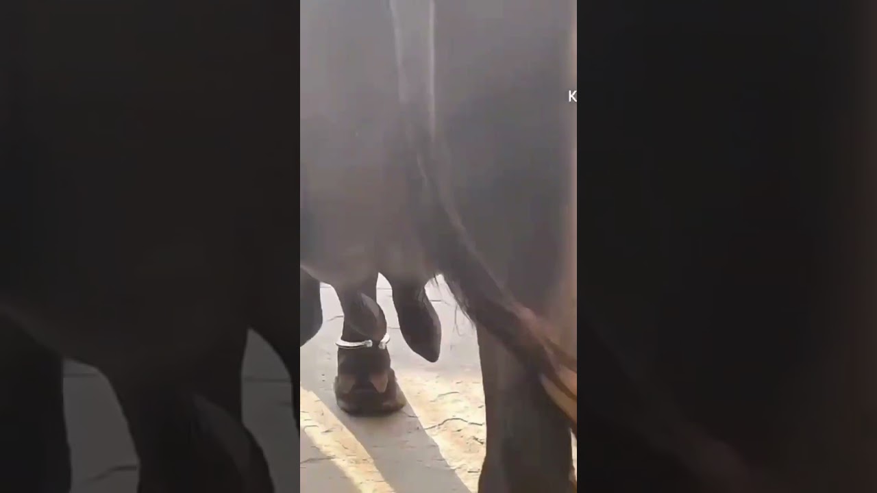 high milk capacity buffalo top Quality in may farm