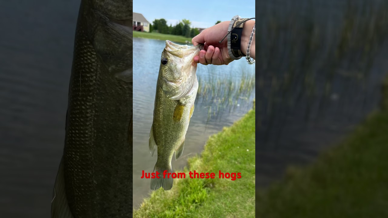 Please sub so I can do live streams.