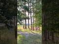 BEAUTIFUL OVERLOOK #scenery #landscape #benezette #woodringfarm #nature #trees