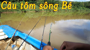 Được mùa tôm sông Bé đi câu hôm nào cũng gặp ✅