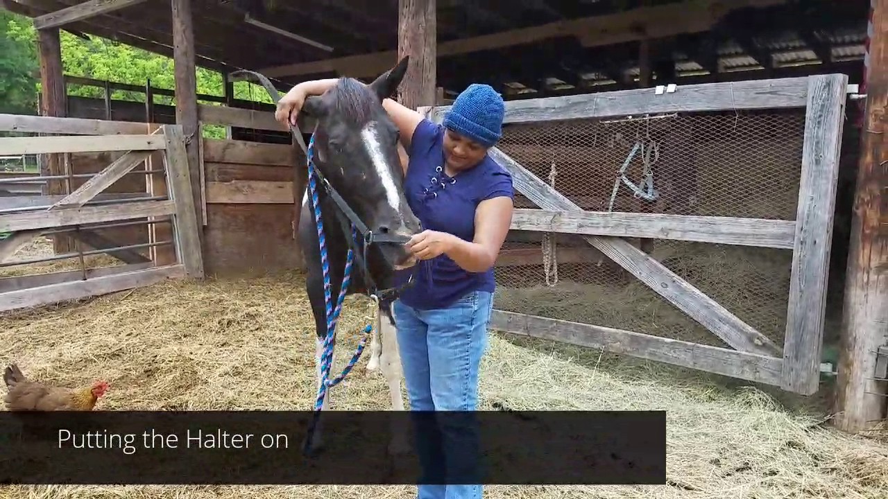 Begginer Riding Lessons - Halter, bridle, groundwork with 3 horses, trotting practice and turns