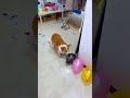 全部の風船を割れるかな?最後の一個が大ピンチ!