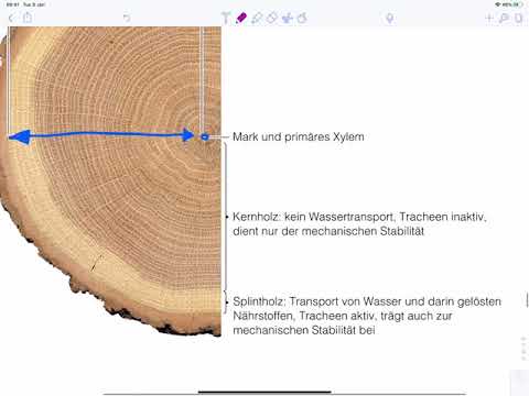 Video: Splintholz: Was Ist Das Und Welche Rolle Spielt Es? Das Splintholz Der Fichte Und Anderer Bäume. Wo Befindet Es Sich Im Stamm Einer Gehölzpflanze? Verbindung