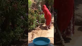 Garden #bagi #garden #flowers #view #hastags #withme #love #switerland #podcast #viralvideo