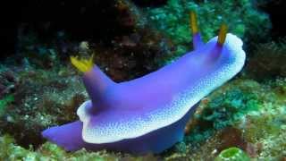 色鮮やかなシンデレラウミウシ SEA SLUG－Aguni Is. Okinawa Japan