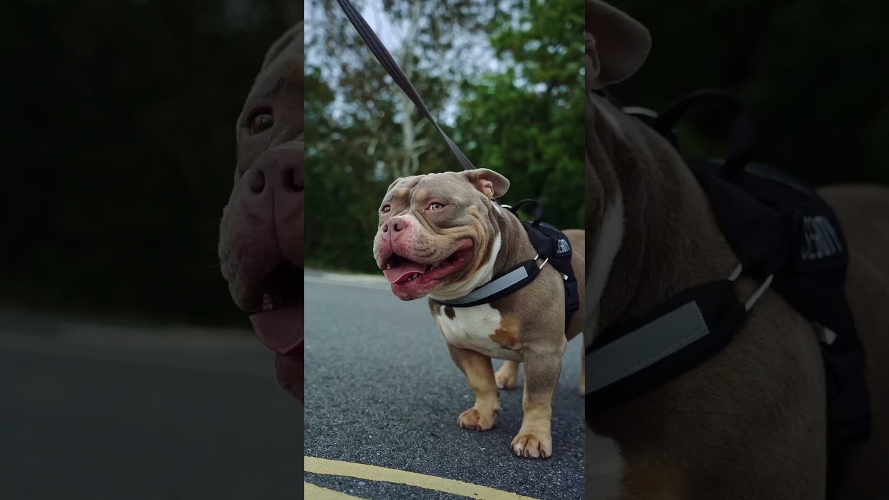 American Bully Puppies 🐶  #puppy #americanbully #shorts #pets #dog