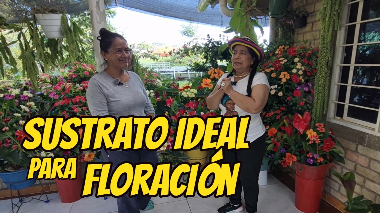 Tour por el JARDIN| Sustrato ideal para nuestros ANTURIOS