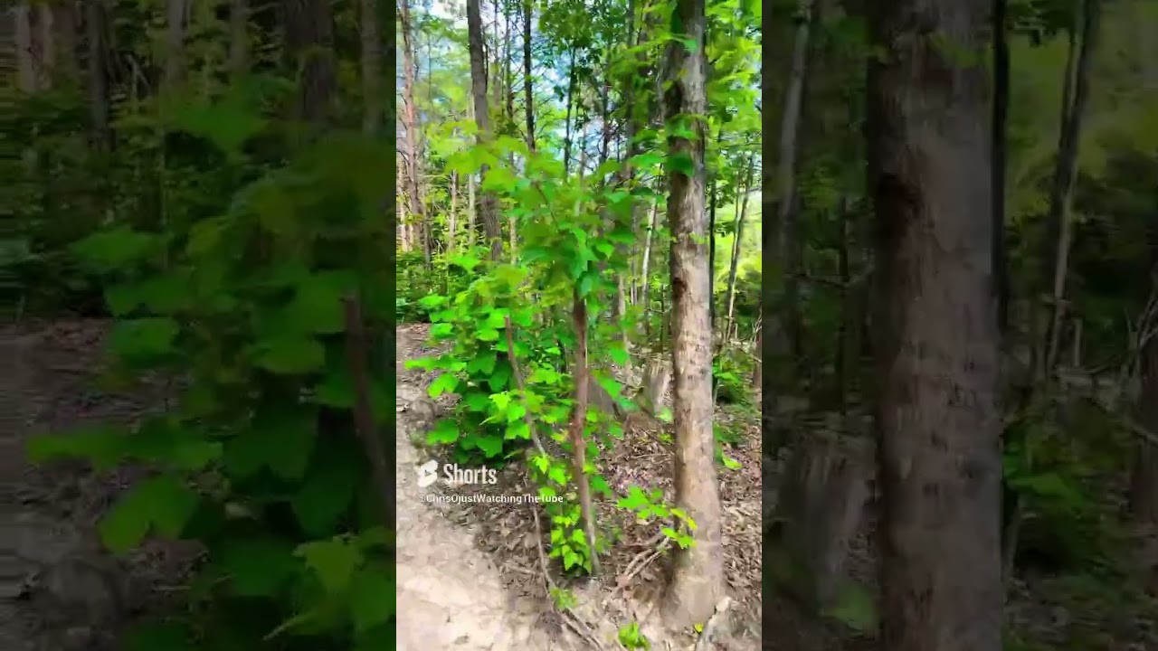 Short walk around the house site   Lots of trees to chip 