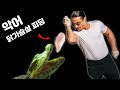 악어의 닭가슴살 500g 먹기 챌린지! dwarf caiman feeding on chicken breast!