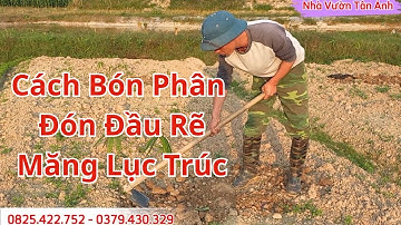 Bón đón đầu rễ cho măng tre lục trúc nhà vườn Tân Ánh