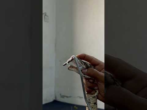 شاهد كميه السم من الافعى النوامة من ناب واحد فقط