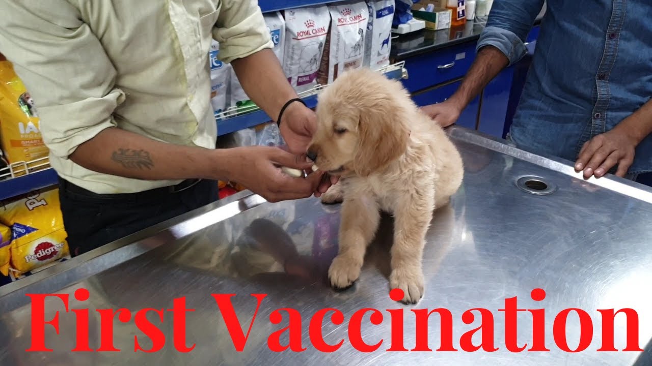 golden-retriever-vaccination-first-vaccine-puppy-vaccination-9-in