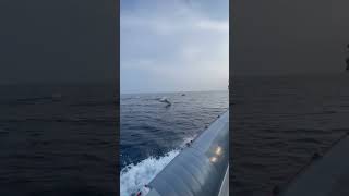 Dolphins Follow Boat While Leaping Out of Water