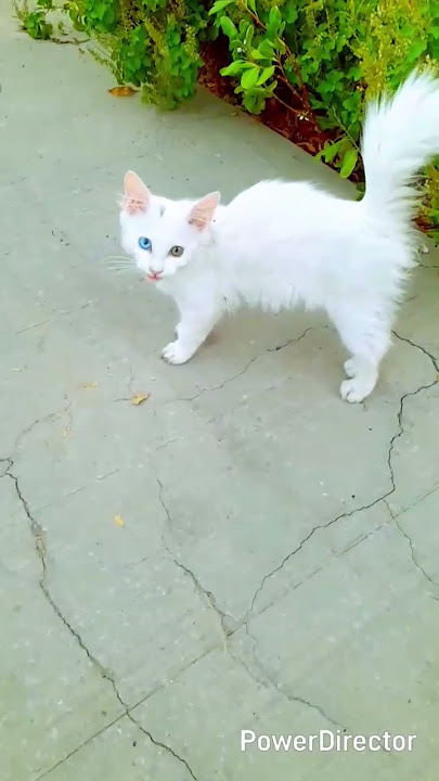 cute funny cat 😻 #cat #cute #funny #cutecat #viralvideo #kitten #catvideos #funnycatvideos #sorts