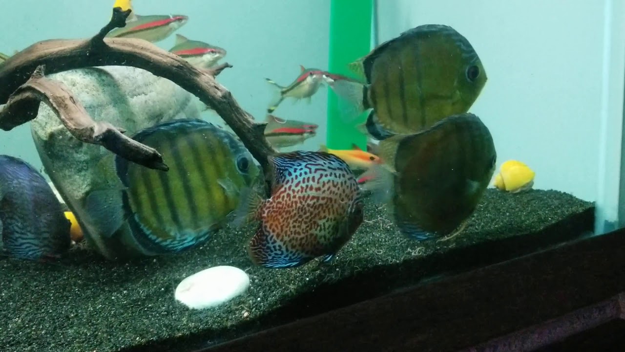 Feeding black worms for the 1st time to wild Discus and sharks, they go