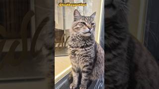 Tatlı Sokak Kedisi #sokakkedileri #turkishcat #catshorts #streetcats #cats #catvideos#cat