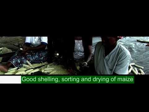 Video: Kuvuna Dili - Jinsi ya Kukausha Bangi ya Dill na Mbegu