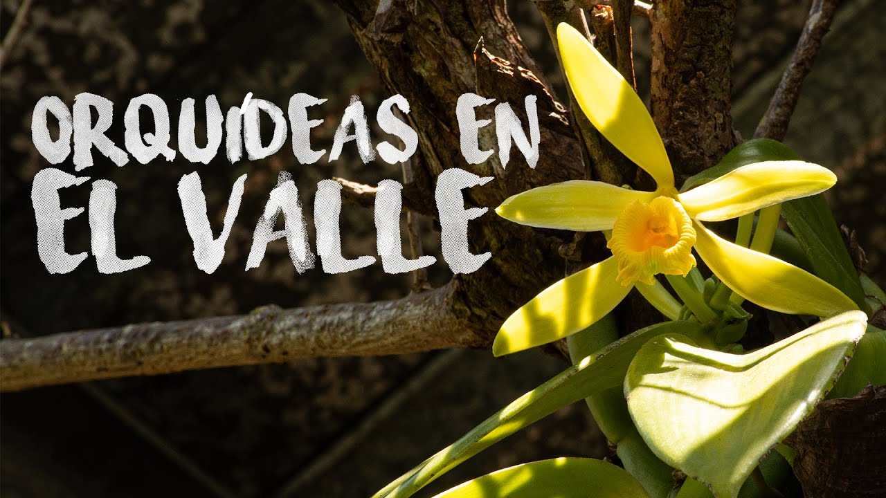 Visitando el Jardin de Orquídeas  (APROVACA) | El Valle de Antón Panama